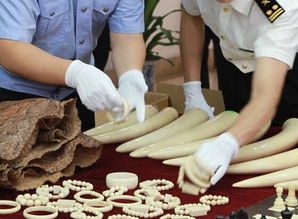 寧波海關查獲走私瀕危野生動物制品 揭生物制品非法貿易鏈條