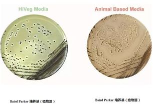 植物源蛋白胨在生物制品中的應用及其前景